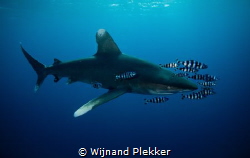 Oceanic Whitetip with company by Wijnand Plekker 